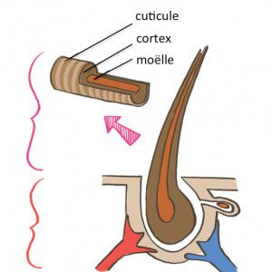 coloración química del cabello