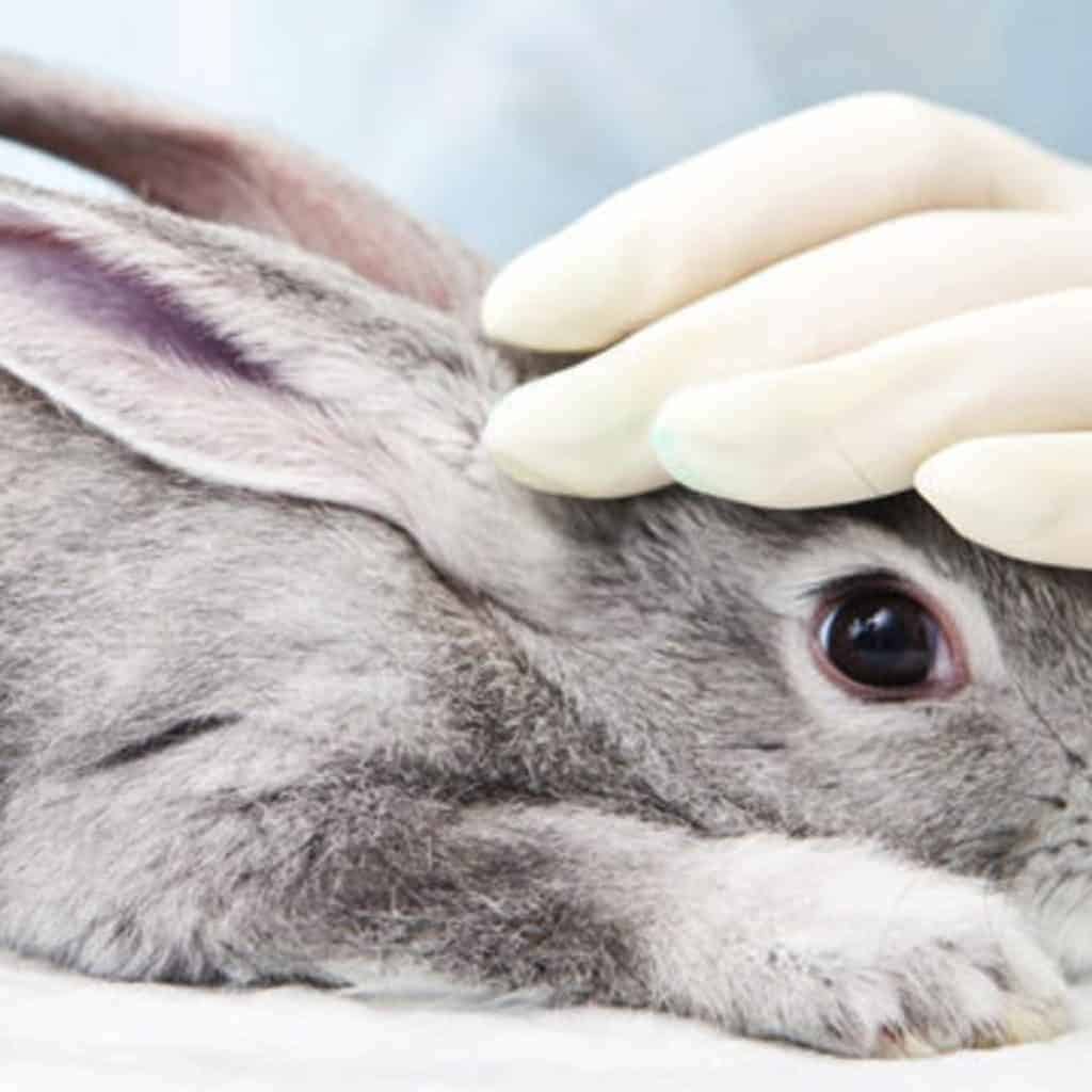 interdiction test animaux