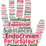 Le perturbateur endocrinien provoque des effets indésirables sur le corps humain, notamment sur le système hormonal