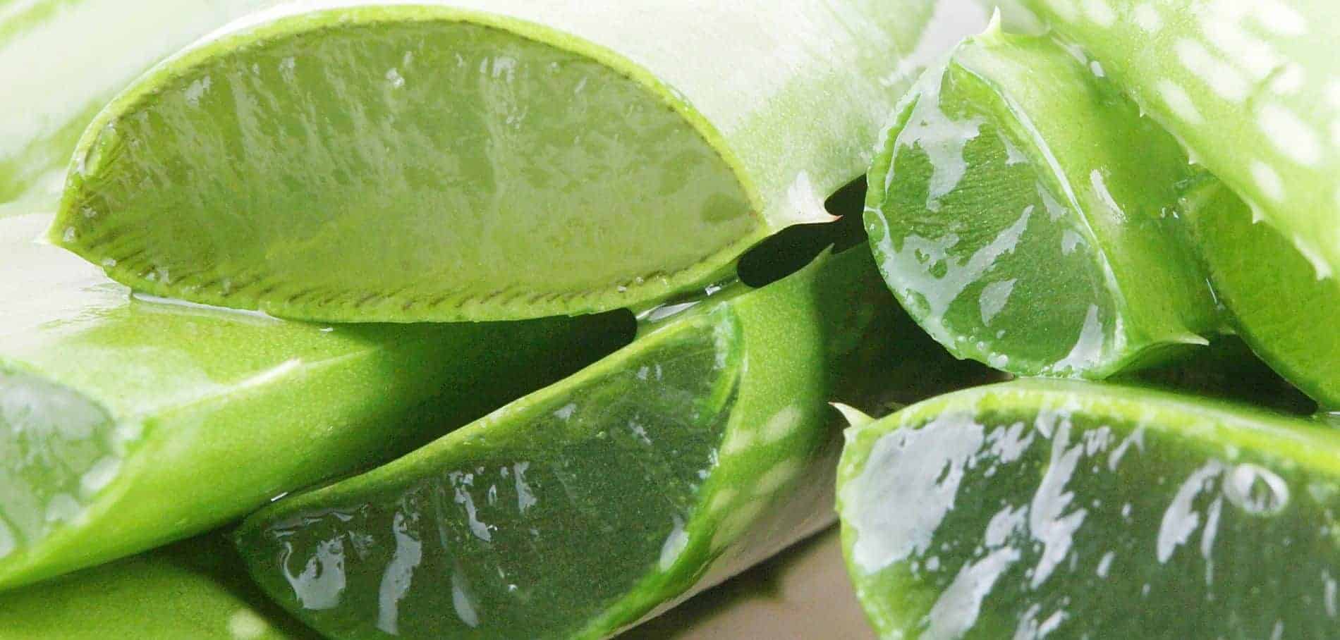 c'est quoi l'aloe vera