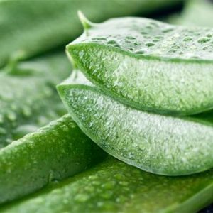 les vertus médicinales du gel d'aloe vera