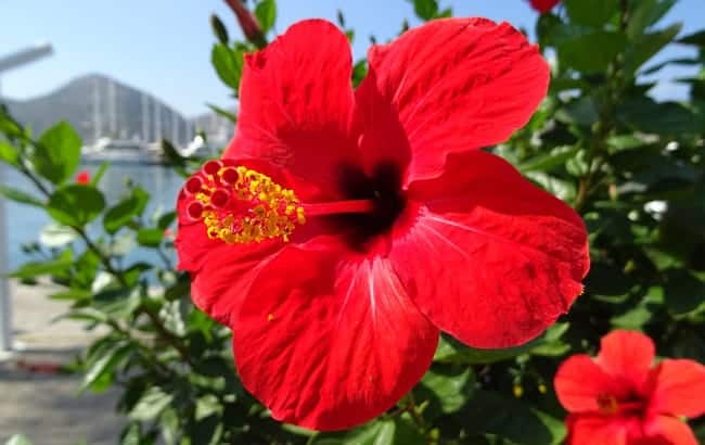 hibiscus rouge