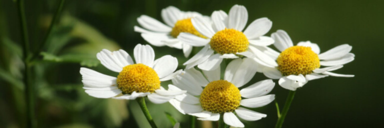 chamomile coloring plant