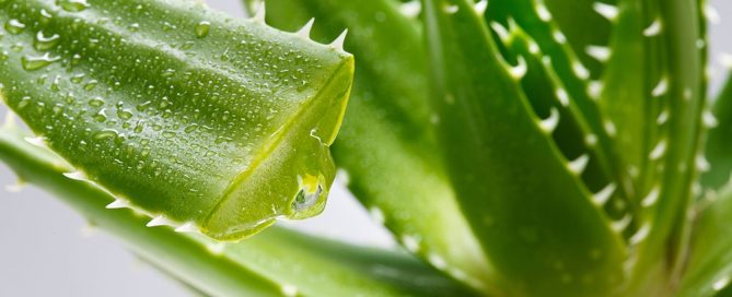 Choisir son shampoing à l'aloe vera