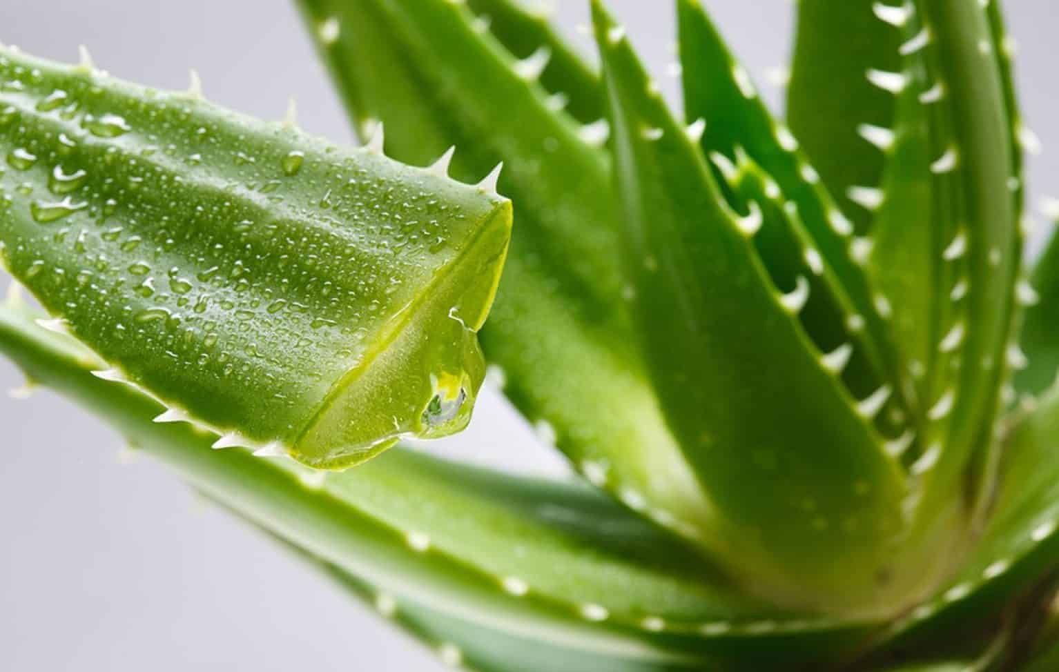 Choisir son shampoing à l'aloe vera