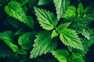 Plante ortie utilisée dans le shampoing à l'ortie Biocoiff