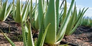 l'Aloe Vera pour le cuir chevelu
