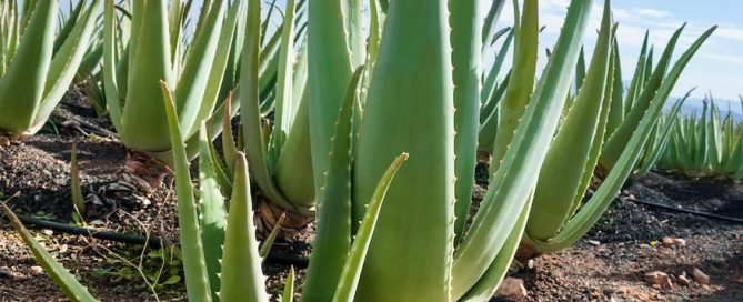 l'Aloe Vera pour le cuir chevelu