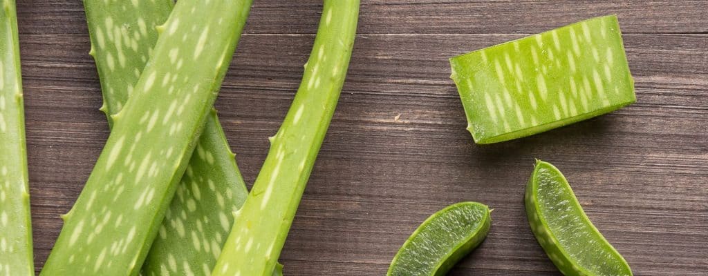 Vertus du shampoing à l'Aloe Vera