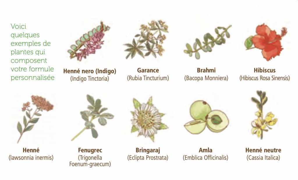 Piante ayurvediche per la colorazione naturale