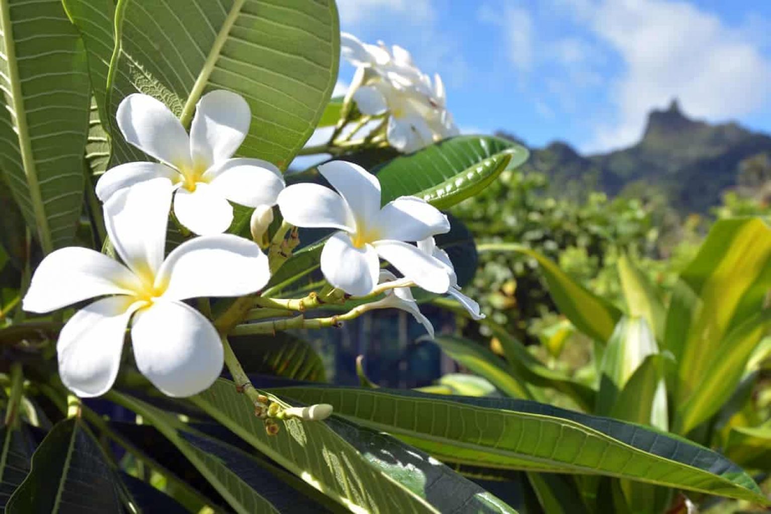 fleur de tiare monoï