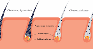 Kératinocyte