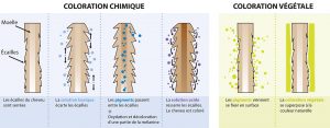 Différence coloration végétale et chimique