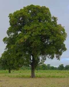 Provenance du beurre de karité