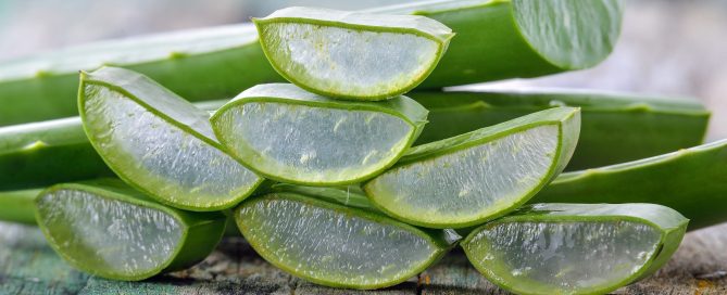 Plusieurs aloe vera pour cheveux posés ensemble