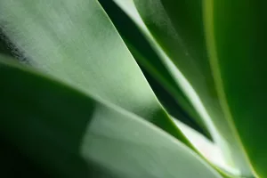 produits-plantes