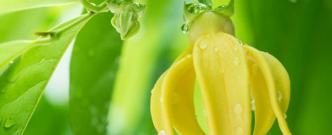 plante-ylang-ylang
