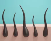 dessin de la repousse de cheveux